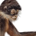 tapeta-dla-dzieci-cheeky-monkeys-09.jpg