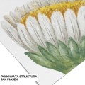 tapeta-dla-dzieci-pole-stokrotek-08.jpg