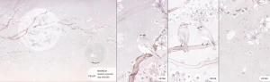 MALUMI MAGNOLIA LAVENDER - PRÓBKA TAPETY