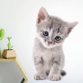 wall sticker kitten