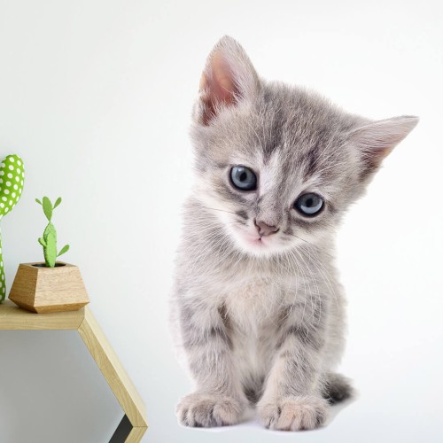 wall sticker kitten