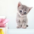 wall sticker kitten