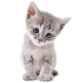 wall sticker kitten