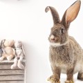 wall sticker rabbit