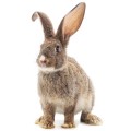 wall sticker rabbit