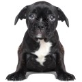 wall sticker puppy