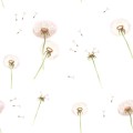 wallpaper dandelions