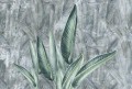 wallpaper jungle leaves