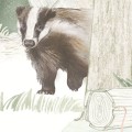 wallpaper woodlet family
